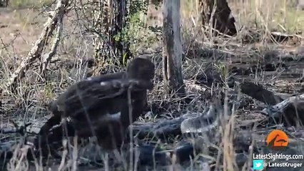 Cobra vs Brown Snake Eagle - Latest Wildlife Sightings