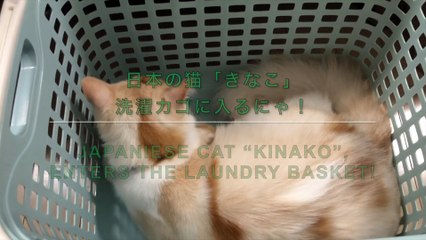 ENTERS THE LAUNDRY BASKET!