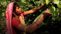 A plastic ban in India’s Odisha is empowering women who make plates out of leaves