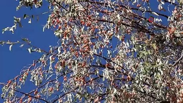 Birçok Hastalığa İyi Gelen İğdenin Hasadı Başladı