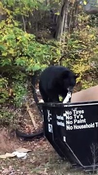 Big Bear Dines While Balancing on Dumpster