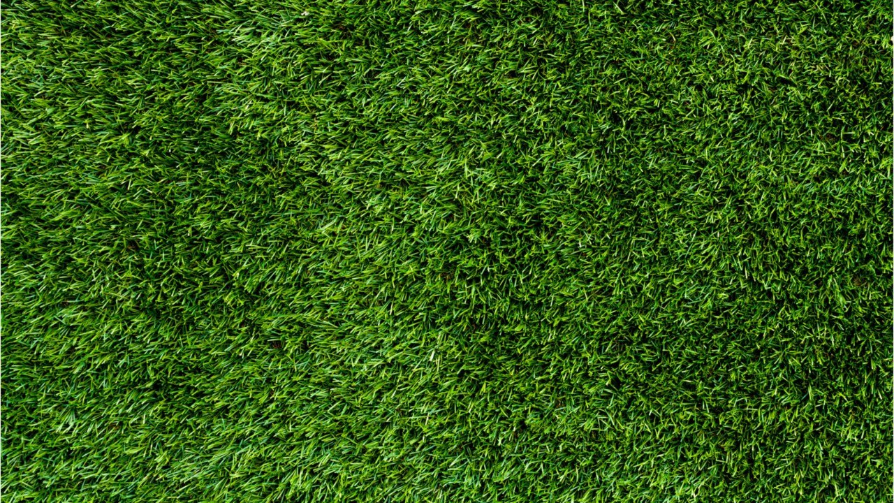 Vos Questions Jardin: Comment combler les trous dans un gazon fraîchement semé