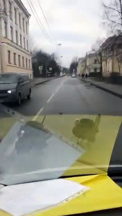 Des dindons traversant la route empêchent les voitures de passer et jettent des sorts aux conducteurs pressés.