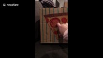 You wanna pizza me? Cat attacks through pizza box