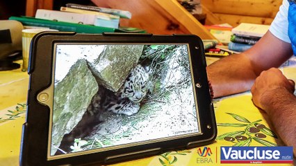 Beaumont-du-Ventoux : sur les traces de la panthère des neiges
