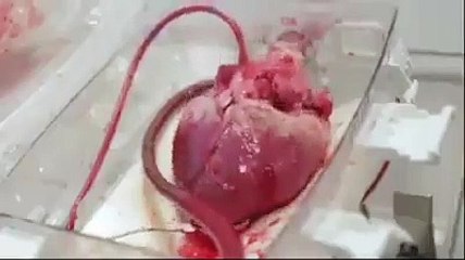 Yeryüzünün en mükemmel çalışan pompası