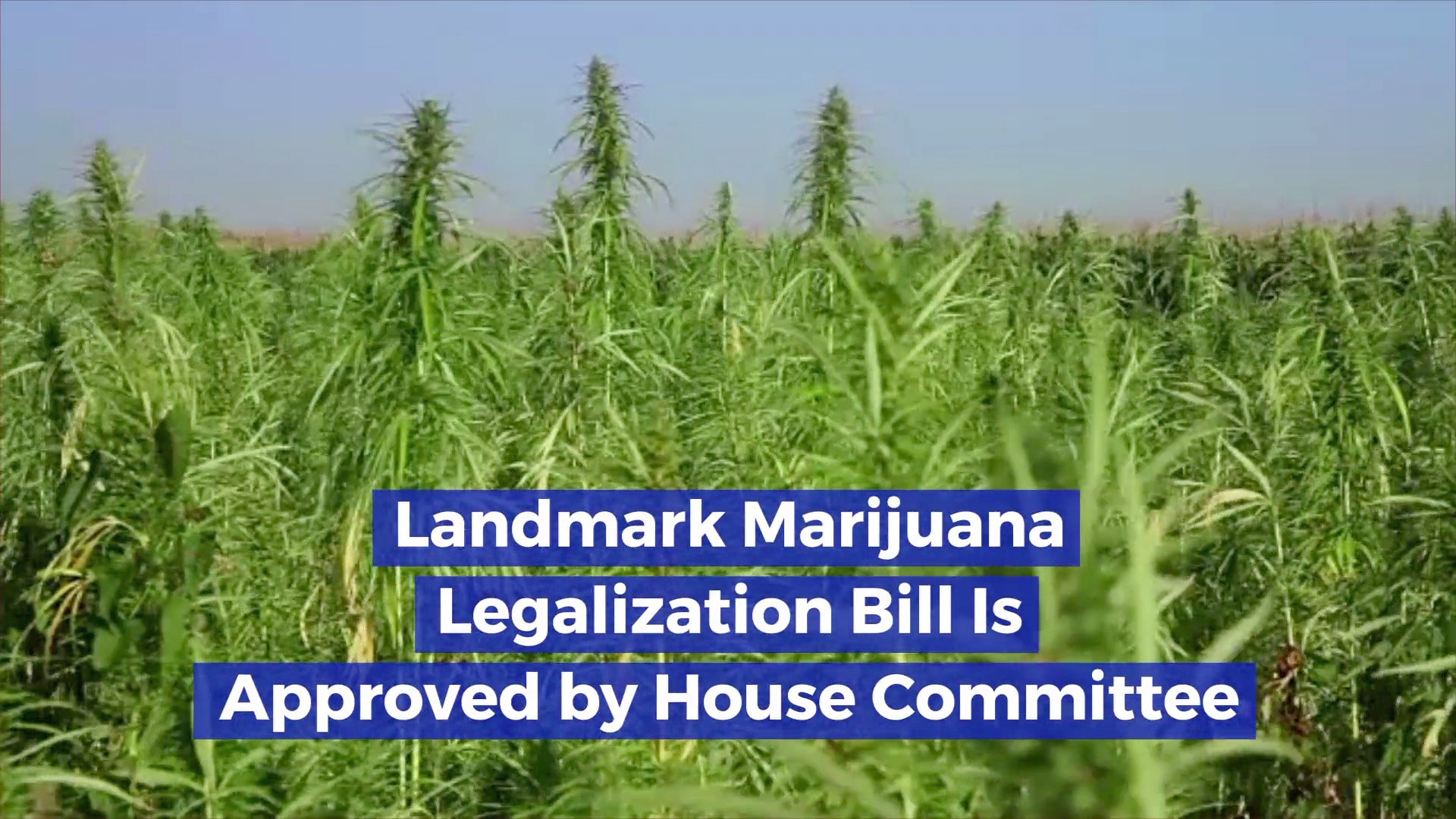 The Marijuana Legalization Bill