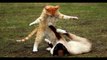 Kissa Ja Hiiri-Peli  Funny cats