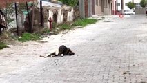 Kedi ile köpeğin şaşırtan dostluğu