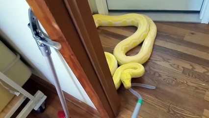 Cet homme vit avec un python de 4m dans son appartement