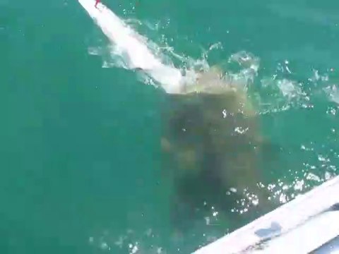 Un monstre vient emporter la prise de ces pêcheurs... Enorme mérou