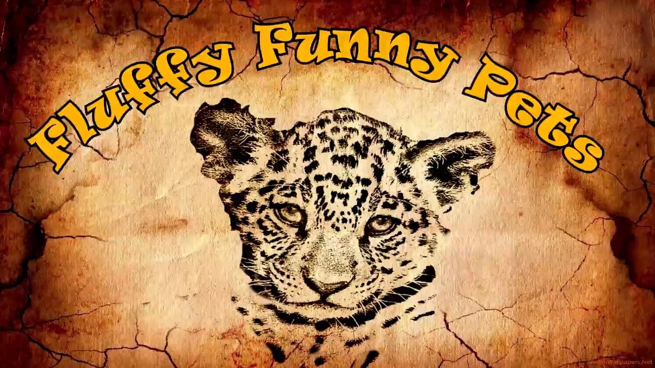 JOKES FUNNY ANIMALS 2019! CORNE AUX Larmes! MEILLEURE SÉLECTION VIDÉO chats et chiens Fluffy Funny Pets
