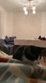 Little Kitten Leaps Out of Couch to Land on Bed