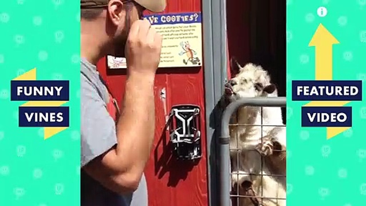 TRY NOT TO LAUGH - MUST WATCH FUNNY ANIMALS!