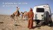 Au Sahara occidental, un éleveur de dromadaires "à l'ancienne"