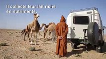 Au Sahara occidental, un éleveur de dromadaires 