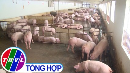 Chuyện hôm nay: Giải pháp tái phát triển đàn heo