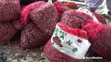 However you say it, it's been a good year for pecan farmers
