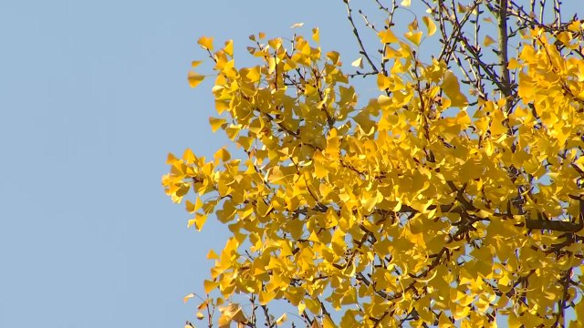 [날씨] 오늘 '소설' 맑고 온화...큰 일교차 주의 / YTN