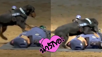 น่ารักมาก !! น้องหมากู้ภัย โชว์ความสามารถปฐมพยาบาล สาธิตการทำ CPR