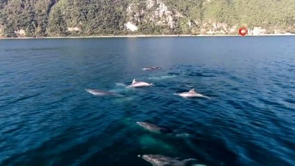 İstanbul Boğazı'nda yunusların dansı böyle görüntülendi