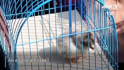 ChickTok: Indonesian kids given pets to wean them off smartphones