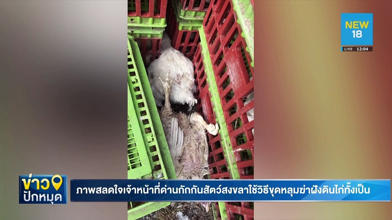 สั่งหัวหน้าด่านกักกันสัตว์ฝังไก่ทั้งเป็นชี้แจงด่วน | NEW18