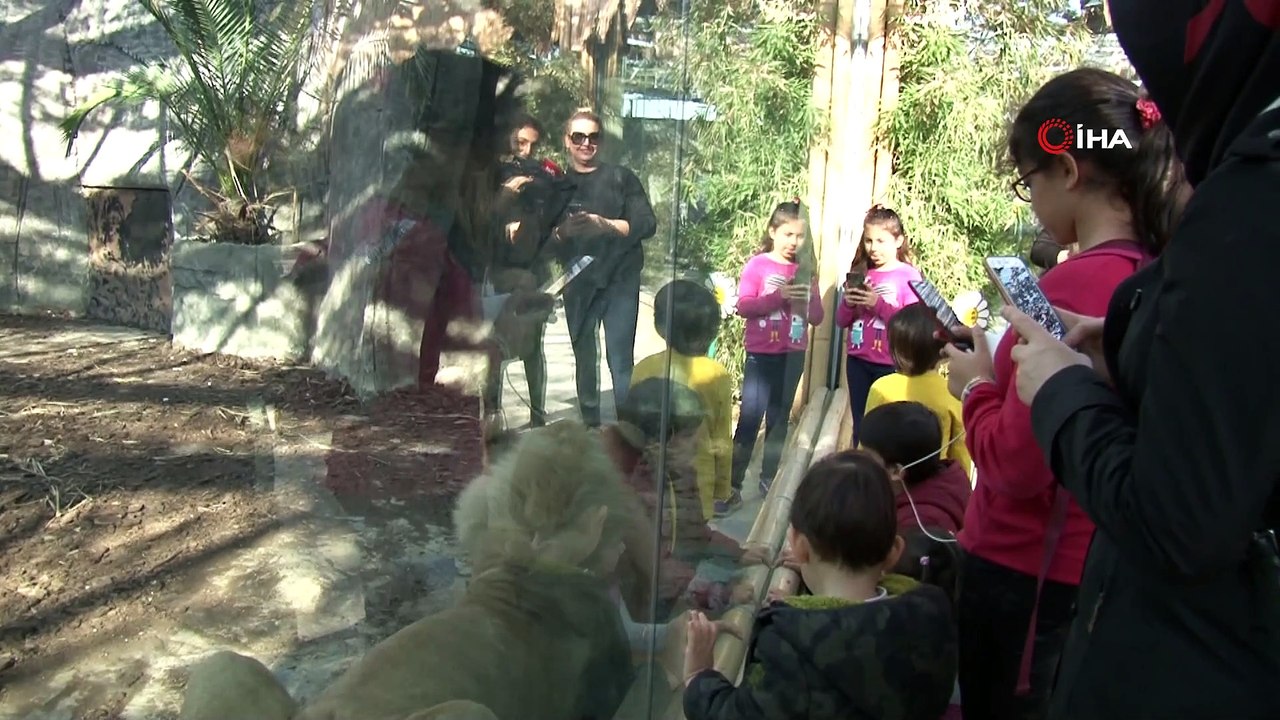 Aslan Park’ta 2 gün arayla 4 aslan ve 3 kaplan yavrusu dünyaya geldi