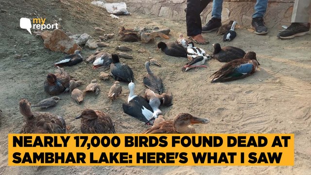 Over 15,000 Birds Dead at Sambhar Lake, State Officials Still Confused