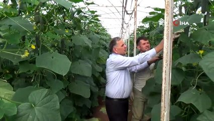 Dikenli salatalık pazarı üreticinin yüzünü güldürdü