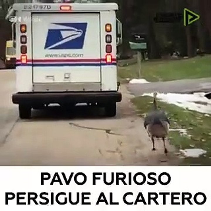 Vídeo viral: Este pavo cabreado persigue a un cartero de casa en casa