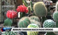 Berburu Tanaman Hias di Pasar Splendid