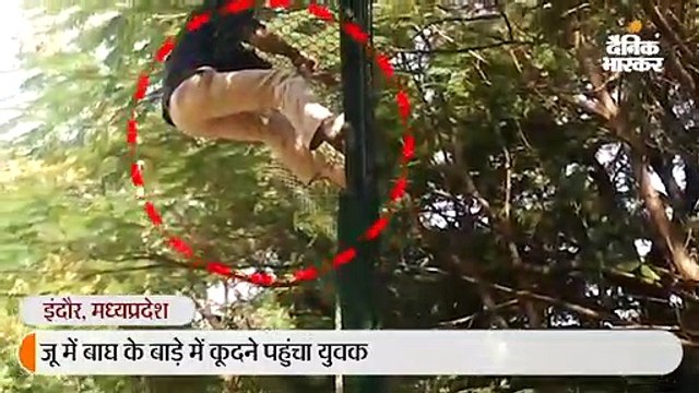 बाघ के बाड़े में कूदने की काेशिश करने वाला बोला - पशुप्रेमी हूं, मेरी मौत पर किसी जानवर का पेट भरता