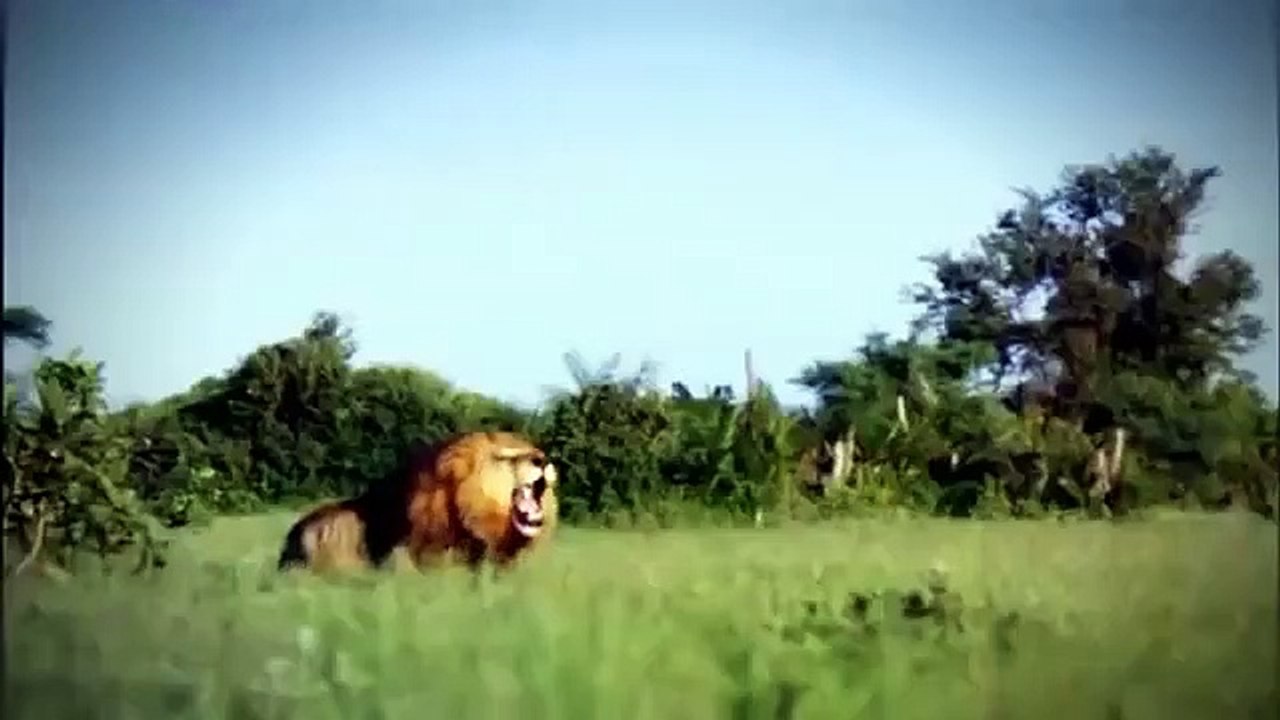Crocodile Attack Baby wildebeest   Baby Try To Fight Weakly
