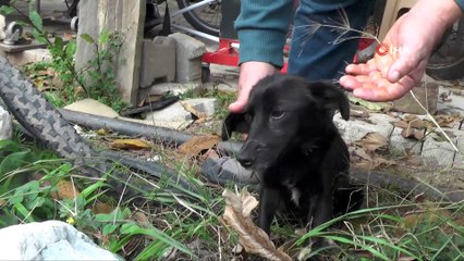 Kemer yaylalarına bırakılan köpekler ölüm kalım mücadelesi veriyor