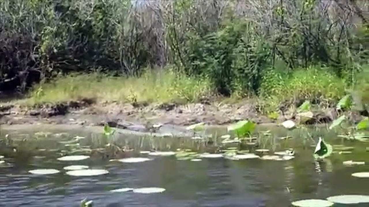 Crocodile Attack Wildebeest Fail   The Prey Still Dies Because Of The Broken Leg.