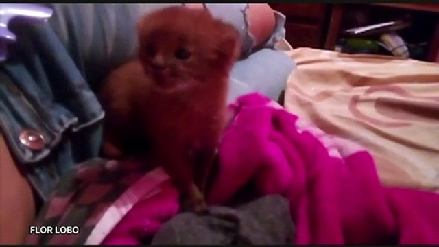 Cette Argentine adopte un bébé puma en pensant recueillir un chaton