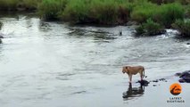 Crocodile Attacks a Male Lion - Latest Wildlife Sightings