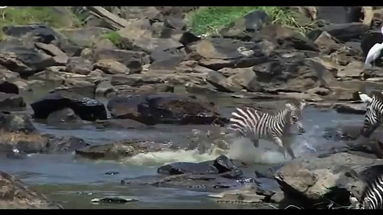 Crocodile Attacks Antelope & Zebra To Death And Eat   Horrific Bites and Crushed Prey In A Flash