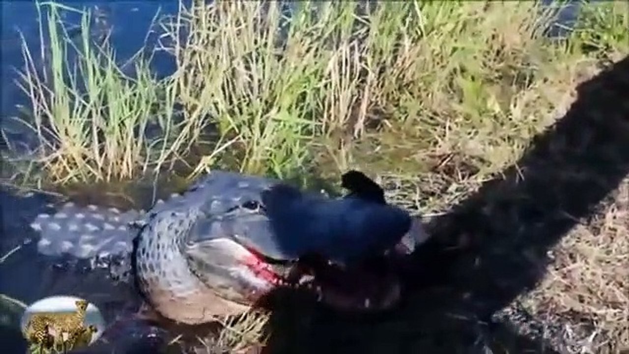 Crocodile eating   Hippo , boar , Turtle...  The Horrific Bites and Crushed Prey In A Flash.