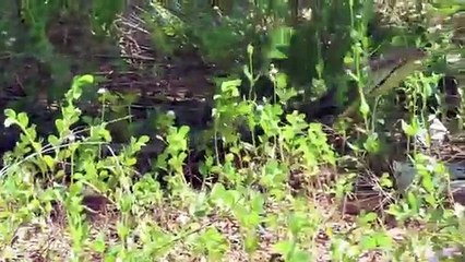 Crocodile Escape Giant Python Attack   Python vs Alligator - Hunter becomes the Hunted Compilation