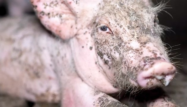 Dans l’enfer d’un élevage intensif de cochons : la nouvelle vidéo choc de L214