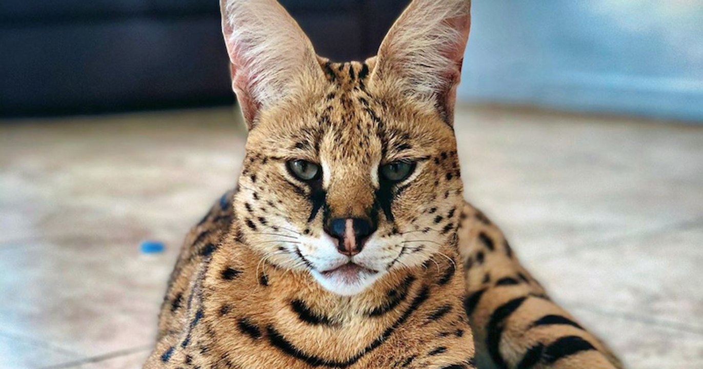 Stryker Le Chat Savannah Qui En Impose Video Dailymotion