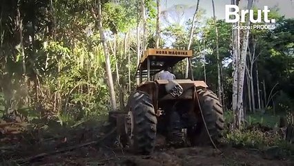 En 2019, la déforestation a explosé dans la partie brésilienne de la forêt amazonienne