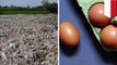 Racun dari limbah plastik ada dalam sampel telur di Jawa Timur - TomoNews
