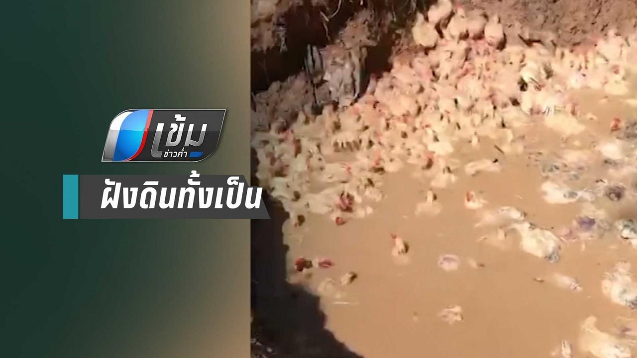 สะเทือนใจ! กรมปศุสัตว์ แจงด่านกักกันสัตว์ฝังไก่...