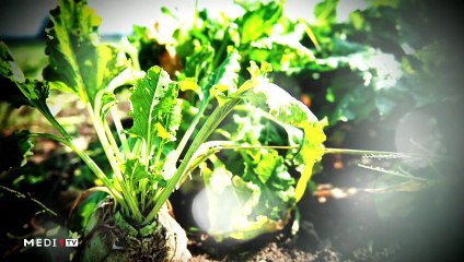 يوميات الفلاح - 22/11/2019