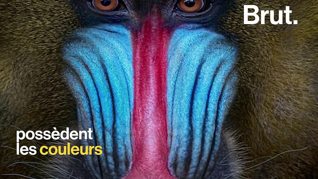 Des fesses bleues, un nez rouge… Voici trois singes aux couleurs ...