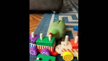 Cute baby animals Videos Compilation cute moment of the animals - Cutest Animals On Earth #1