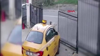 Tepki yağdı... yavru köpek 'taksi'den iyi haber